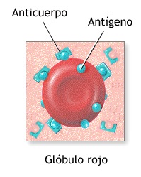 antigeno