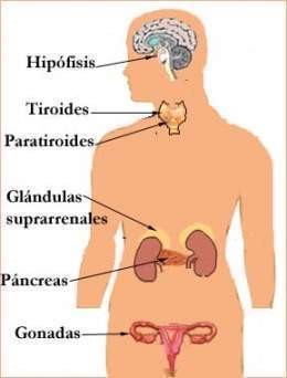 glándula endrócrina