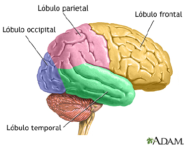 lóbulo frontal