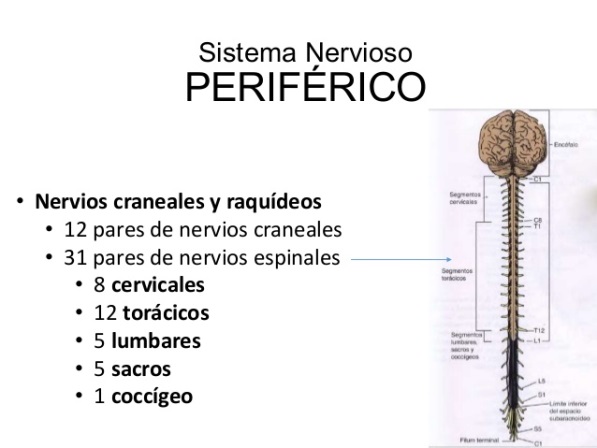 sistema nervioso periférico (SNP)