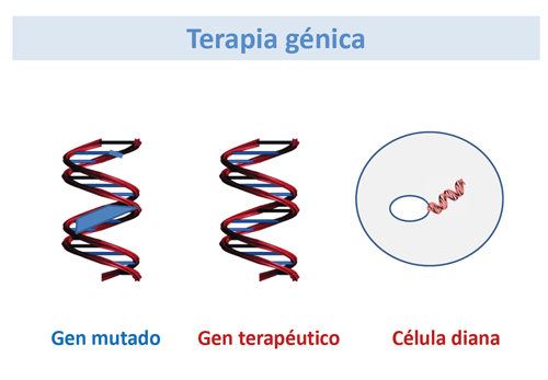 terapia genética