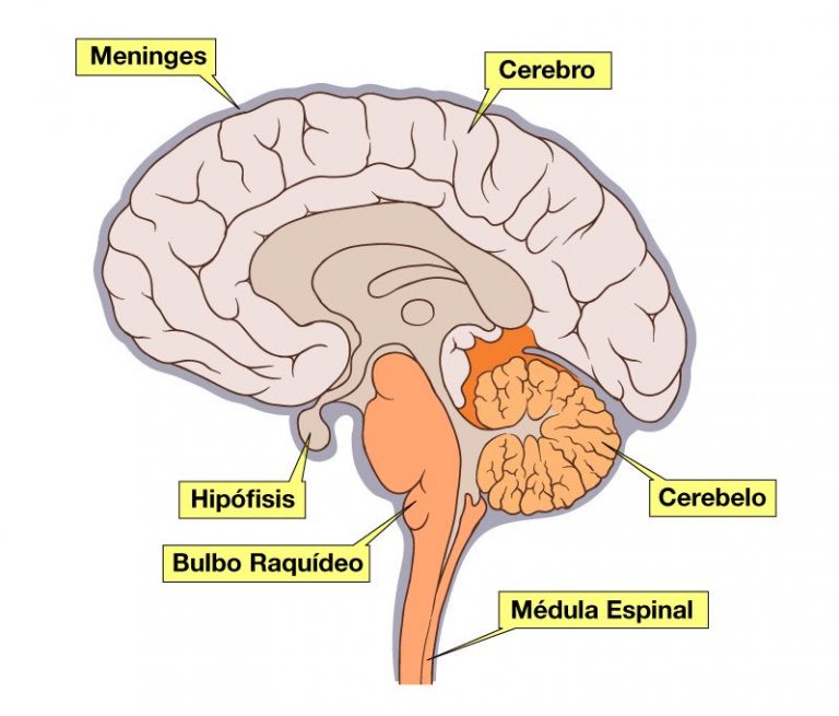 Bulbo Raquídeo: Estructura Y Funciones - Gamma Knife